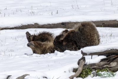 Snow`s Cub Playing May 2025